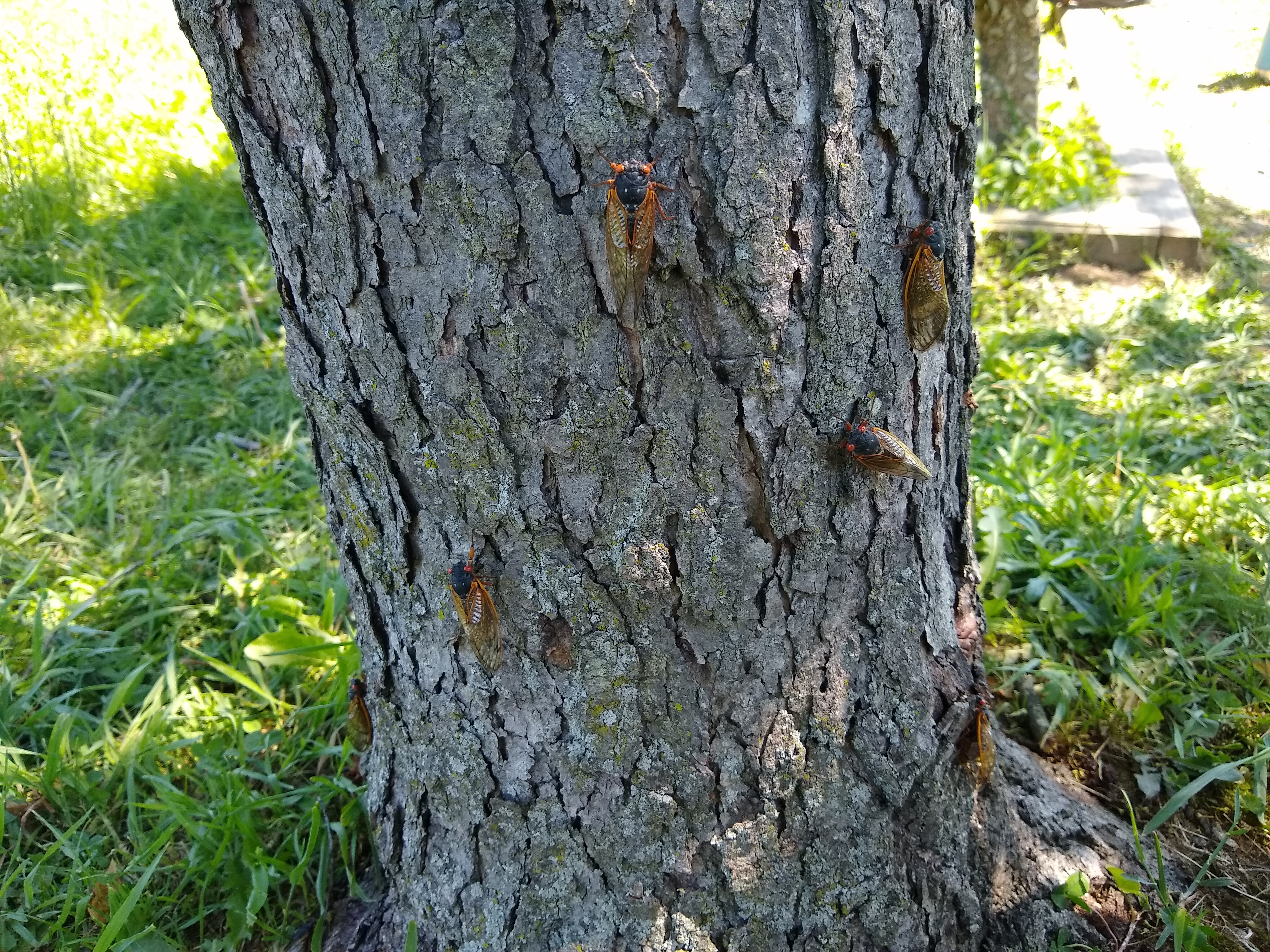 Cicadas on a tree.